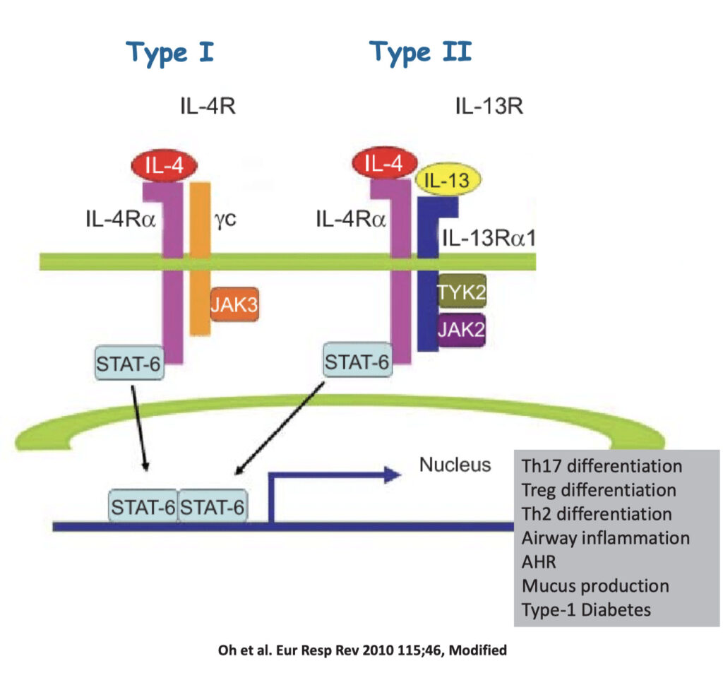 IL-13Rα1を介在したシグナル伝達はAge-Associated/Autoimmune B-Cell の増加を調整する｜ろいまとろじ